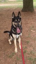 This gorgeous shepherd, Maverick, with beautiful coloring, is looking for his forever home!