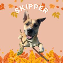 Mr. Skipper wants you to know he is a sweet boy with a gentle heart and a bright spirit! 