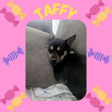 Taffy!