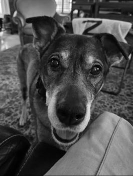 RIP Clara :(