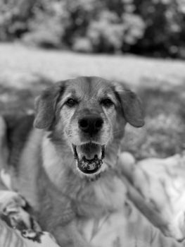 RIP Jake fka Sonny :(