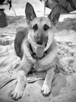 RIP Josie :(