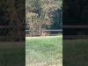 Embedded thumbnail for Mountain Lodge-MAGSR-2025