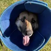 Hope in her peekaboo collar