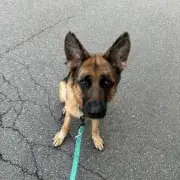 Fritz is a perfect gentleman 