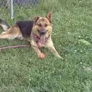 Watson