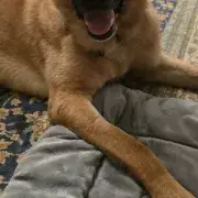 Guapo