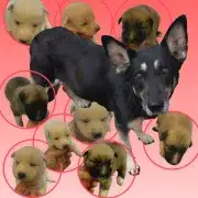 Nikki's 9 Puppies!