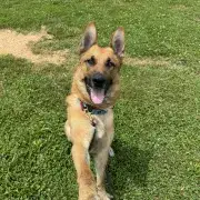 Guapo the good boy