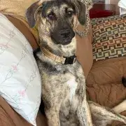 Frankie the Puppy