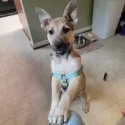 Olive the Wonder Puppy!