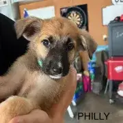 Silly Philly