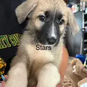 My Stars!