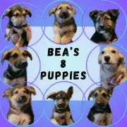 Bea's 8 Puppies!