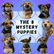 The 8 Mystery Puppies! 