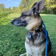 Auri