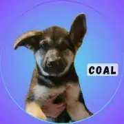 Coal