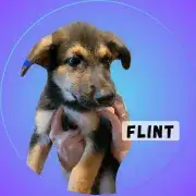 Flint