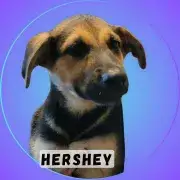Hershey