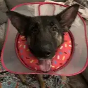 Tonka