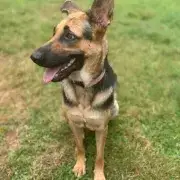 Ada