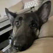 Tonka