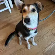 Dixie