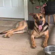 Ada