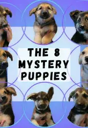 The 8 Mystery Puppies! 
